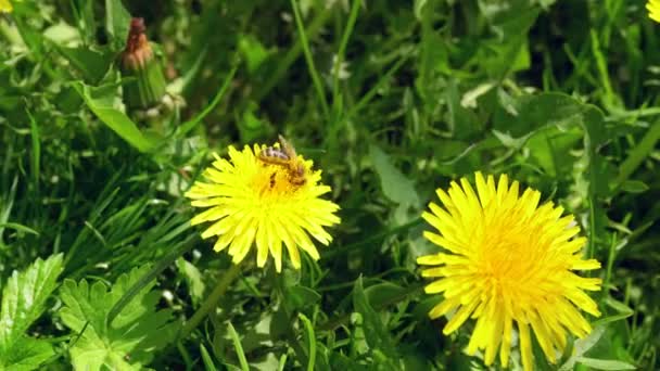 Пчела Собирает Пыльцу Жёлтого Одуванчика Большая Пчела Сидит Одуванчике Собирает — стоковое видео