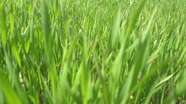 Zielona Trawa Kołysząca Się Wietrze Zamyka Się Zielony Soczysty Trawnik — Wideo stockowe
