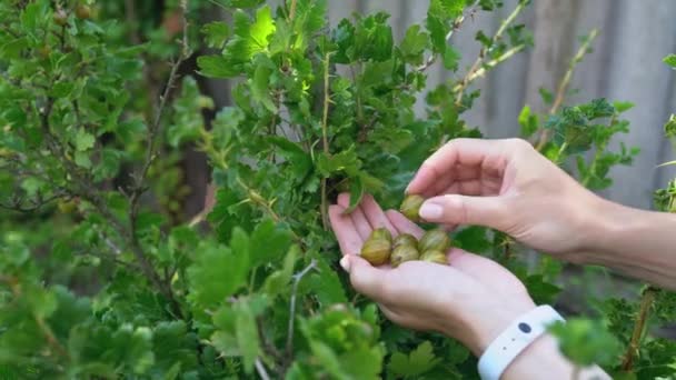 Mãos Uma Jovem Recolhem Colocam Palma Mão Groselhas Maduras Jardim — Vídeo de Stock