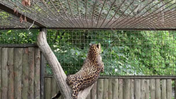 Vacker Leopard Vilar Ett Träd Med Ryggen Och Vänder Sedan — Stockvideo