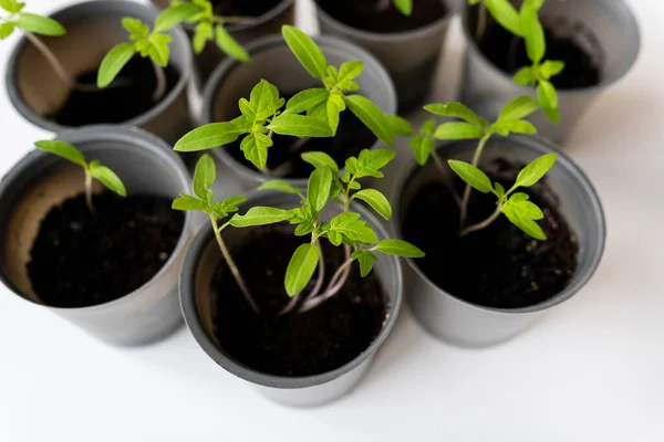 Fondo Agrícola Cultivamos Plántulas Tomate Casa Brotes Tomate Enraizados Una — Foto de Stock