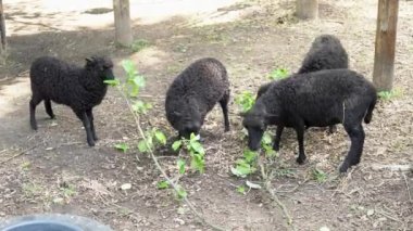 Çiftlikte dört yüz karası yemek yiyor. Hayvancılık. Şirin karakul koyunu, bir çiftçinin attığı daldan yaprakları otlağa doğru yiyor. Koyun yetiştirme ve çiftçilik kavramı. Çiftçilik ve üreme