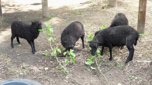 Quatre Moutons Noirs Mangeant Ferme Élevage Mignon Karakul Mouton Mange — Video