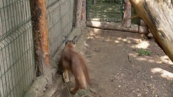在笼子里跑来跑去 寻找出路 呼吸急促的欧亚羚羊被救了出来 美丽的山猫被圈养在格栅后面 饲养和保护圈养动物 动物园里的大猫 — 图库视频影像