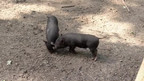 Dua Babi Lucu Tinggal Peternakan Mengendus Dan Menggali Tanah Untuk — Stok Video