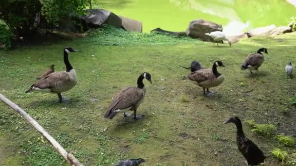 鹅和鸭在池塘或湖边的绿地上的乡村院子里 家养的鸟儿和鸽子一起在阳光灿烂的农场里散步 赶走了一只啮齿动物 麝鼠或营养品 自由放养家禽的概念 — 图库视频影像
