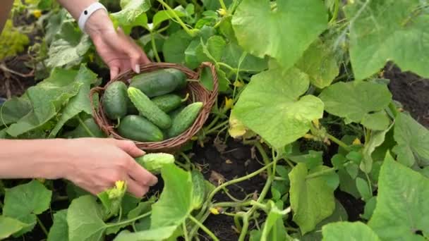 一位女园丁的手在生态农业中采集成熟黄瓜的作物 文化主义的姑娘在大叶中寻找黄瓜 采摘成熟的黄瓜 放在柳条筐里 — 图库视频影像
