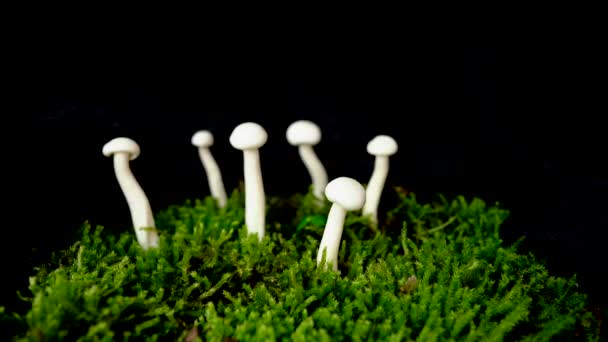 Raw Buna Shimeji 버섯은 어두운 배경의 이끼에서 자란다 수있는 버섯의 — 비디오