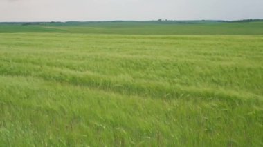 Tahıl tarlaları ufukta beliriyor. Güzel kırsal alan. Rüzgarda savrulan buğday dalları yağmur öncesi tepelerin ve gökyüzünün arka planında sallanıyor. Taze yeşil çavdar kulaklı kırsal manzara