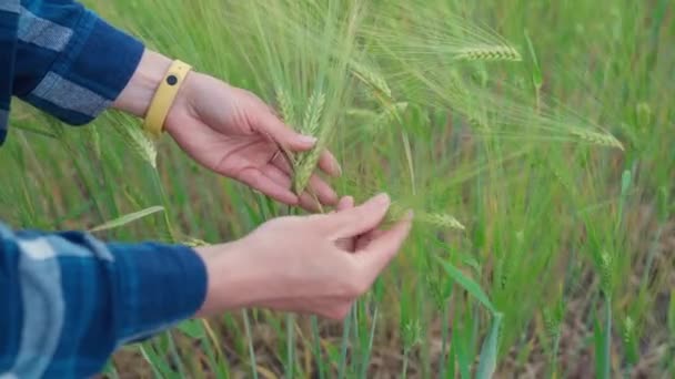 Kadın Tarım Işçisi Mahsulün Iyi Durumda Olduğundan Emin Olmak Için — Stok video