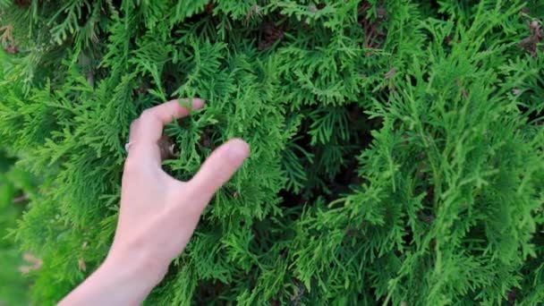 雌手触摸森林中的针叶树枝条 女人碰Thuja针 与自然的统一的概念 来自于喧嚣 简单的欢乐 Hygge Lagom — 图库视频影像