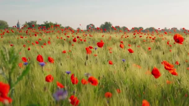 朝の空と水平線の教会の背景を背景に 小麦やコーンフラワーの小花の小花の間で赤いポピーが風に揺れる パノラマ ケシ畑の美しい自然景観 — ストック動画