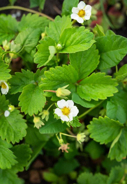White strawberry flowers in the garden. Strawberry flowers. Farmer growing strawberries, countryside