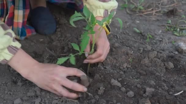 Farmer Hands Planting Soil Tomato Seedling Vegetable Garden Close Woman — Stock Video