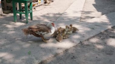 Çiftlikteki bir ördek sürüsü. Güneşli bir yaz gününde kırsalda küçük bir avluda ördek yavrusu besleyen bir kadın. Bir grup küçük ördek yavrusu anne ördeğin yanına oturur. 4K 'da kuluçkaya yatmış bir kuş.