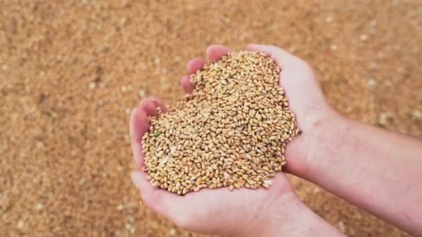 農家の手を閉じる小麦の穀物を振りかける 人の手のひらの中に黄金の大麦の種 穀物の山の上に男性の手でふるいにかけるライ麦粒 収穫後に生のシリアルを人間の手に移す — ストック動画