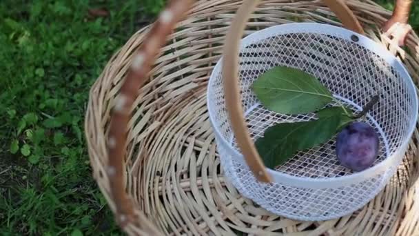 One Plum Leaves Branch Lies Wicker Basket Outdoor Harvesting Plums — Stock Video