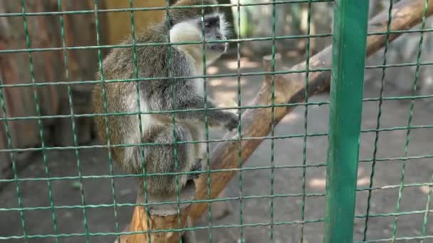 绿猴子也被称为Sabaeus猴子 它坐在树枝上吃香蕉皮 孤独的猴子鳄鱼在笼中的动物园里吃东西 环顾四周 4K镜头 — 图库视频影像