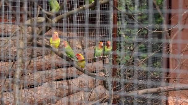 Many Rosy Faced Lovebirds Sitting Tree Branch Aviary Zoo Rosy — Stock Video