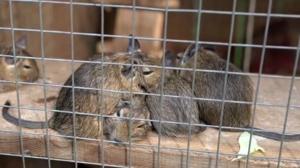 Group Cute Decorative Common Degu Lie Top Each Other Home — Stock Video