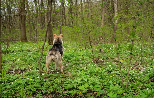 Pies Poluje Lesie Dorosły Szczęśliwy Pies Spacerujący Świeżym Powietrzu — Zdjęcie stockowe