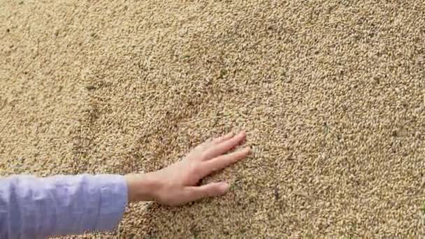 スローモーションを収穫した後 手を触れ 大麦またはライ麦の穀物を打つ使用して女性農家 アジアの女性労働者が稲作農家で働いている 農業と収穫の植物 4Kコンセプト — ストック動画