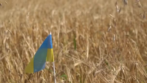 ウクライナの旗は小麦とオート麦の耳の近くの背景のフィールドに飛んでいます ウクライナでの戦争と穀物の輸出の問題 ウクライナと独立記念日の小麦の収穫の概念 — ストック動画