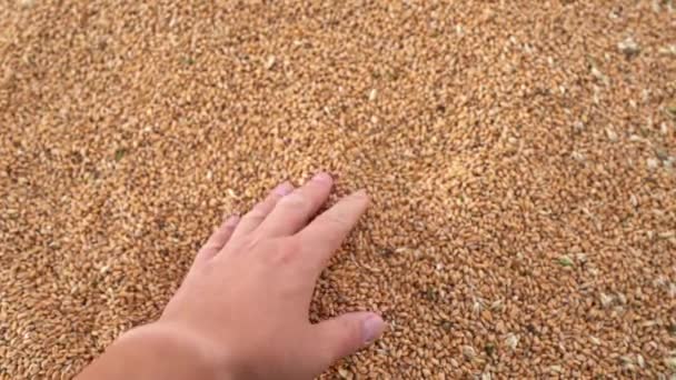 成功した農家の良い収穫後に手に小麦粒 地面の遅い動きに大麦の穀物を注ぐとふるいにかける農家のクローズアップ手 ライ麦の品質をチェックするビジネスマン — ストック動画