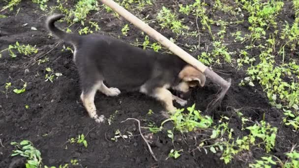 Petani Bekerja Dengan Anjing Mudanya Peternakan Anak Anjing Bermain Main — Stok Video