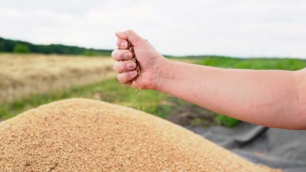 农夫手里拿着麦粒 在美丽的风景背景下收割后倒出来堆放 男人用谷物 燕麦或黑麦 清空他的手 — 图库视频影像