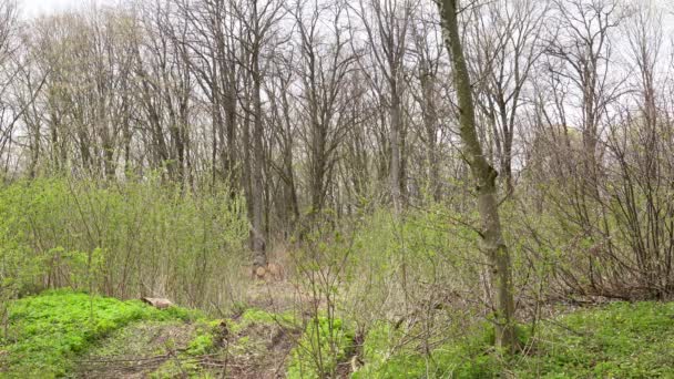Des Grappins Groupés Grumes Levage Chargeuses Dans Forêt Travaux Sur — Video