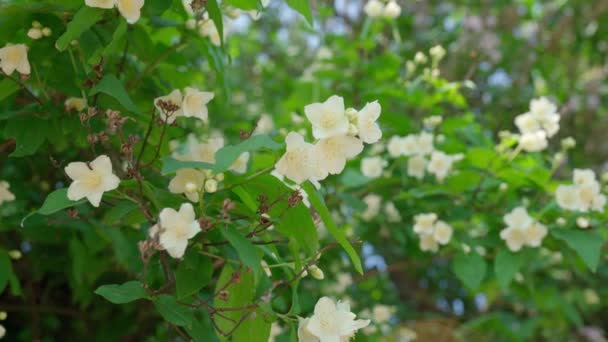 Flores Blancas Arbusto Naranja Simulado Dulce Jardín Principios Verano Rama — Vídeo de stock