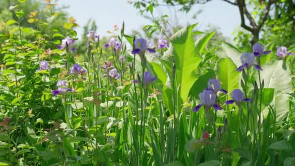 바이올렛 과푸른 꽃들이 배경에서 바람에 흔들리고 밭에서 여름날에는 수염을 아이리스 — 비디오