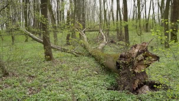 Árbol Caído Está Pudriendo Medio Del Bosque Paisaje Mágico Roble — Vídeos de Stock