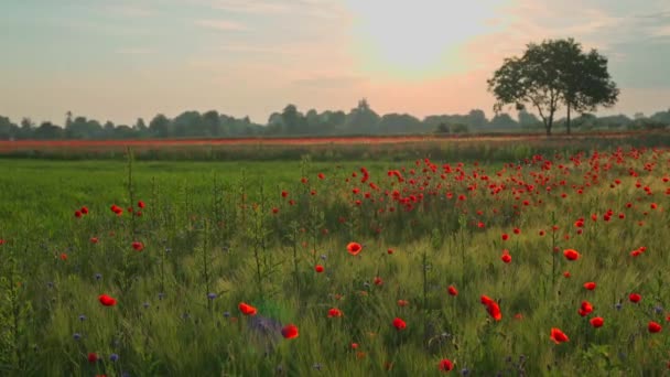 Amazing Field Blooming Red Poppies Background Morning Sky Sun Wonderful — Stock Video