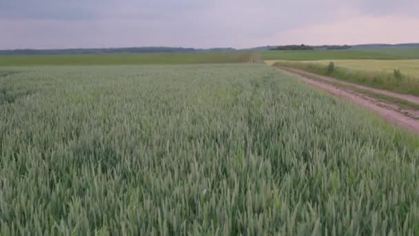 Пейзаж Зеленого Поля Луга Растущей Молодой Озимой Пшеницы Прорастает Бурном — стоковое видео