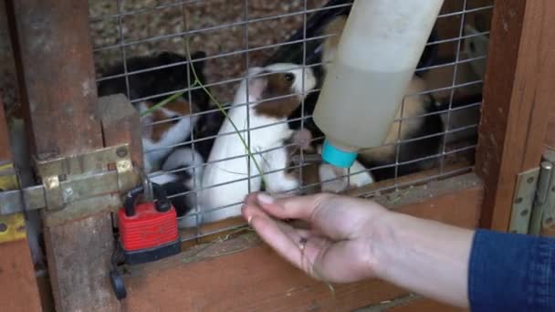 Girl Holds Stalks Grass Her Hand Feeds Rodents Bars Many — Stock Video