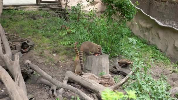Güney Amerika Koati Ailesi Devrilmiş Bir Ağaçta Yemek Yiyor Nasua — Stok video