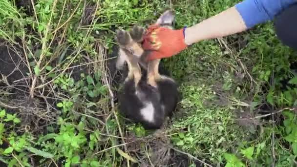 Genç Çoban Köpeğiyle Oynayan Bir Kadın Çiftçi Küçük Evcil Hayvanıyla — Stok video