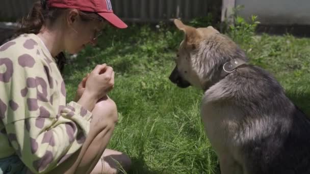 Girl Plucks Grass Twists Gives Her Shepherd Dog Eat Young — Stock Video