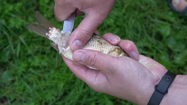 Menschenhände Mit Scharfen Messerschablonen Einer Wilden Karausche Freien Fischer Schälen — Stockvideo