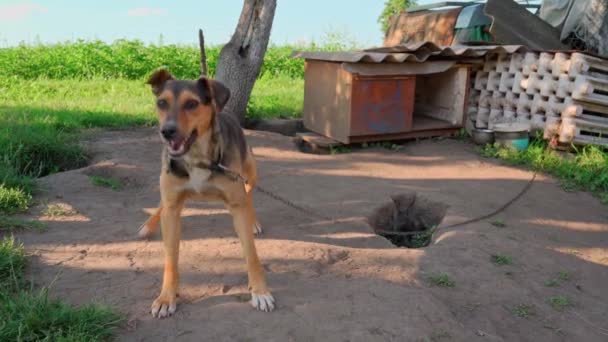 Geketende Jonge Bruine Hond Die Zijn Woede Toont Door Naar — Stockvideo