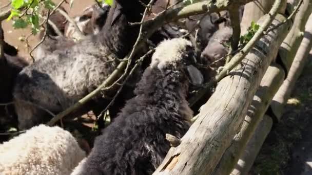 Famiglia Pecore Con Agnelli Bianchi Neri Piedi Nel Recinto Bestiame — Video Stock