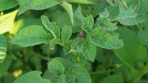 科罗拉多甲虫在花园里吃着嫩绿的土豆叶子 庄稼害虫啃食开花马铃薯的叶子 靠近植物上的10条带矛头的甲虫和幼虫 4K的马铃薯害虫 — 图库视频影像