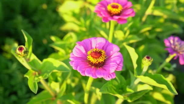 在花园里关上粉红色的紫苏花 仙人掌是仙人掌中最有名的一种 仙人掌是仙人掌属的一年生开花植物 被称为 青春与年龄 普通仙人掌 典雅仙人掌 — 图库视频影像