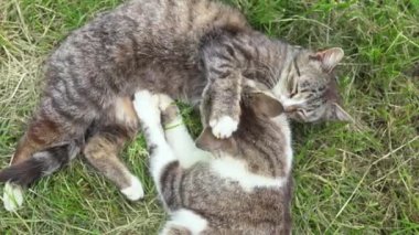 Birbirini seven iki kedi, birbirini seven kedi. Öpüşen, dinlenen, mutlu iki kedi. Tekir kediler çimlerin üzerinde yatarken saç yalayarak temizlik yapıyorlar. 4K 'da hayvan sevgisi ve bakım konsepti