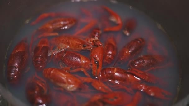 Close River Crayfish Cooked Saucepan Stove Swamp Crawfish Mudbugs Boiled — Stock Video