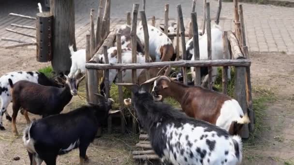 ヤギの農場で白 茶色のヤギを発見しました 牛乳用に栽培されたヤギは屋外のパドックで干し草を食べる 酪農生産のための動物飼育と給餌 牛の牧畜業を経営している — ストック動画