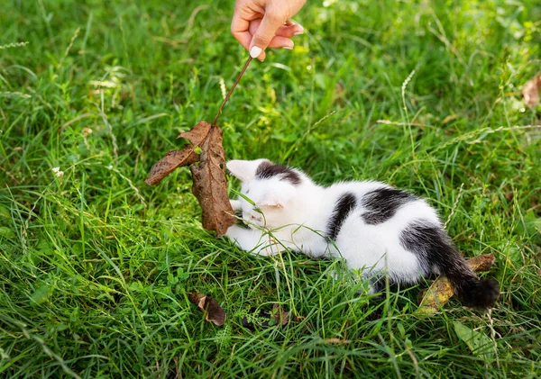 Mały Czarno Biały Kociak Bawi Się Trawie Suchym Liściem Zbliżenie — Zdjęcie stockowe