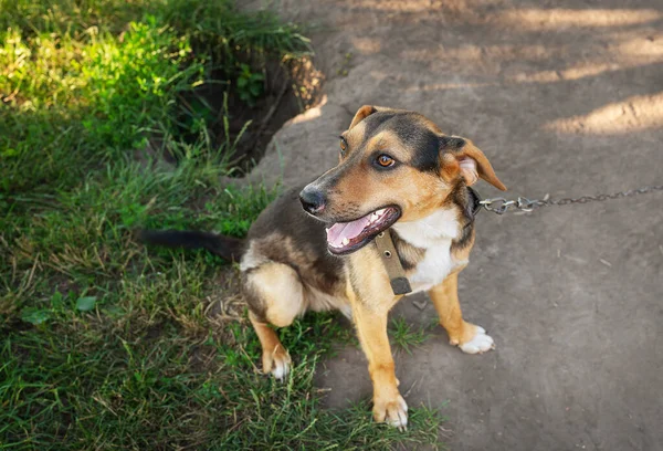 Cheerful, hungry and lonely dog in a chain sits near the dog house. Animal cruelty concept